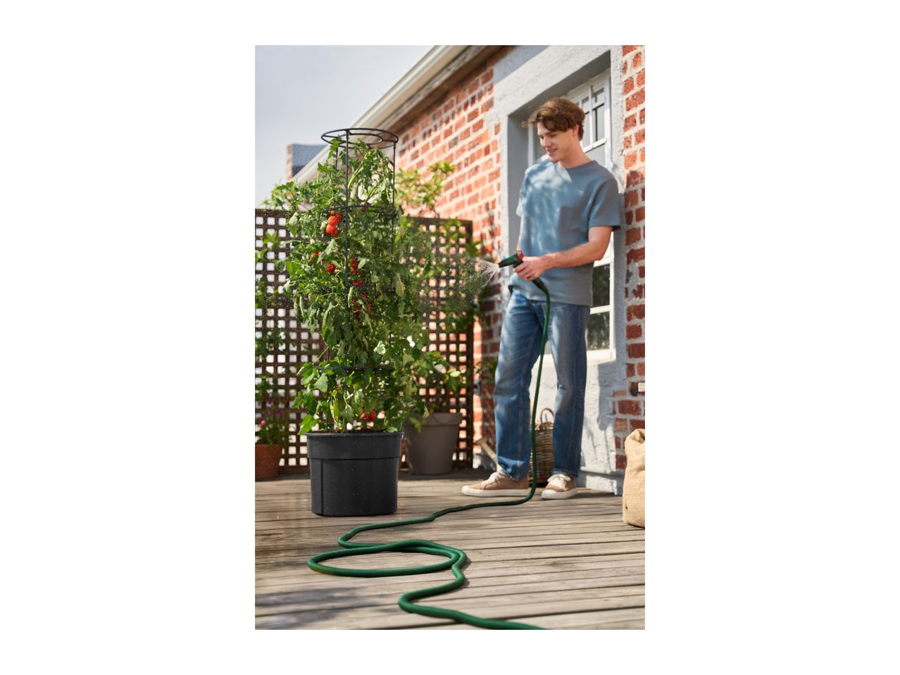 Man watering a potted tomato plant with a hose on a wooden deck.