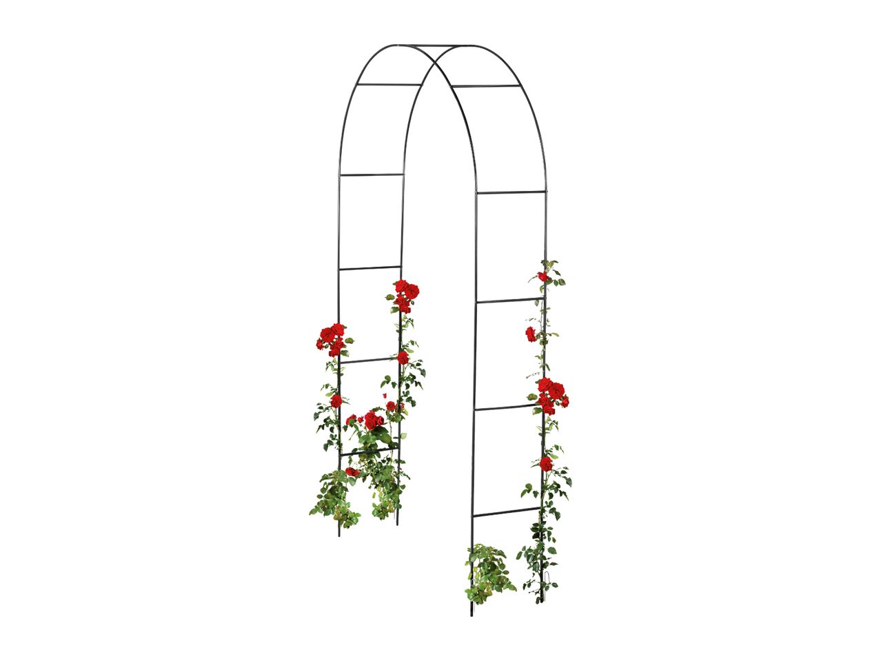 Black metal garden arch with climbing red roses and green leaves.