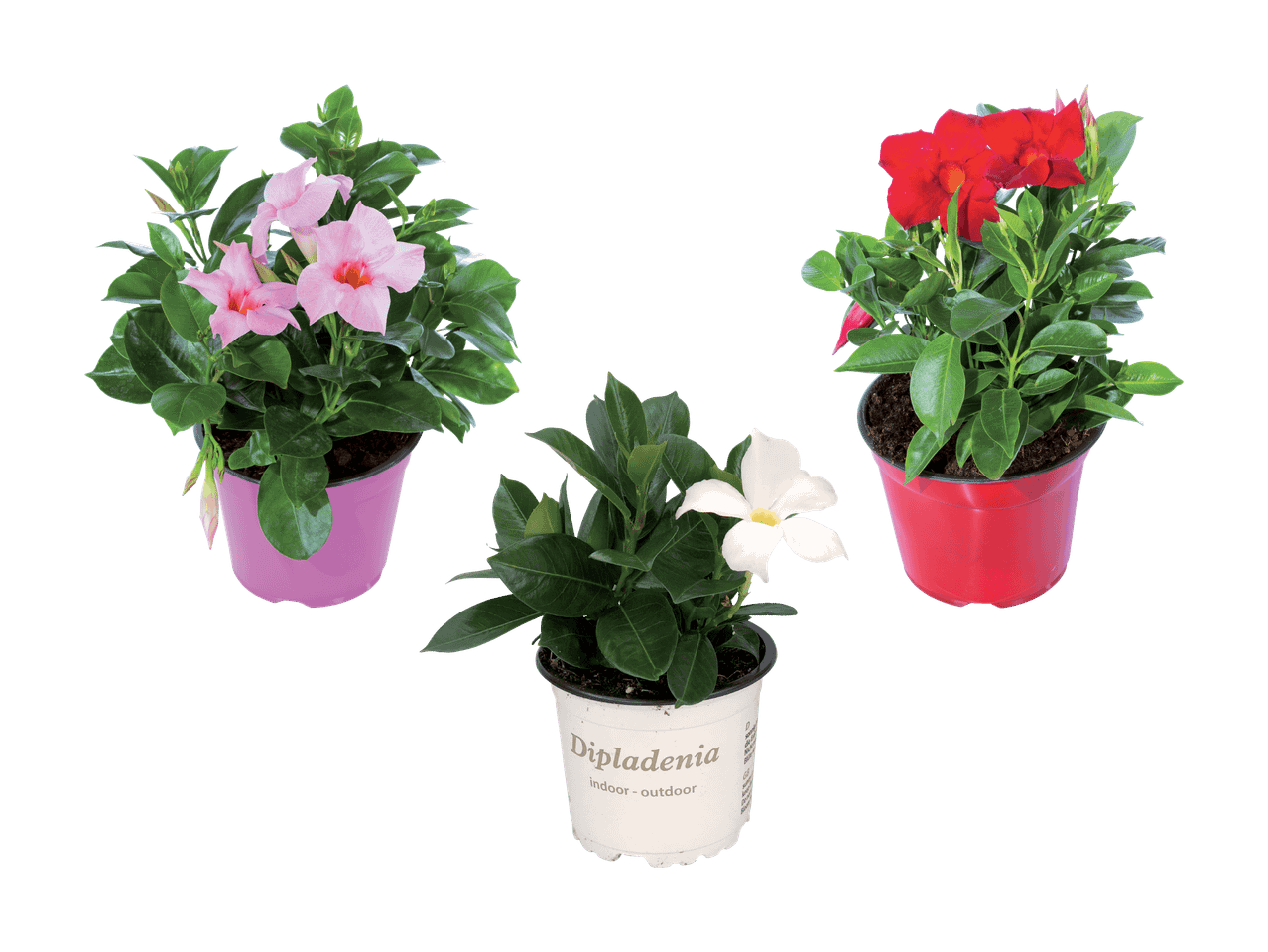 Tre piante di Dipladenia in vaso, con fiori rosa, bianchi e rossi.