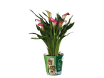 Een plant in een pot met roze calla lelies.