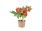 Cherrytomaten in een pot, rijp en klaar om te oogsten.