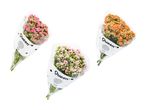 Tre buketter af Kalanchoe-blomster i lyserøde og orange nuancer, pakket ind i hvidt papir med 'Queen'-logoet.