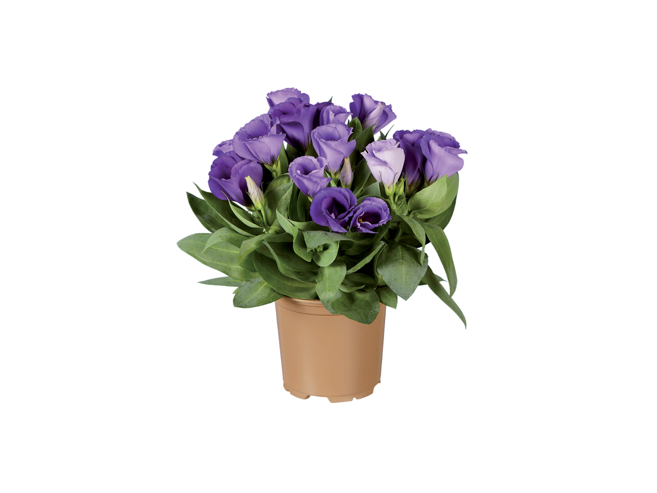 Uma planta em vaso com flores de Lisianthus roxas claras.