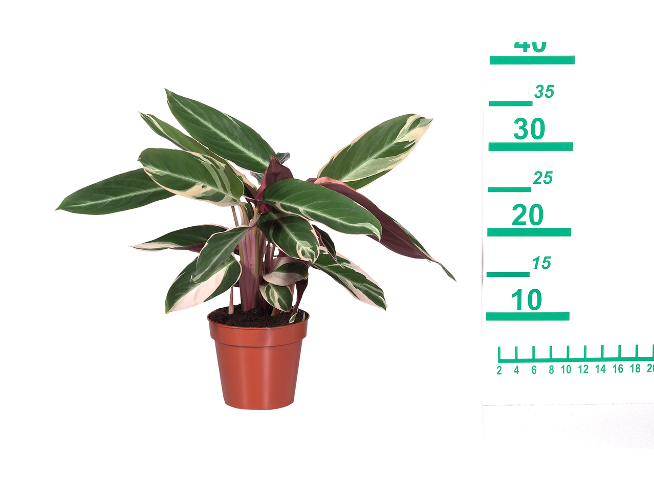 Φυτό Calathea Ornata σε γλάστρα, περίπου 30 εκ. ύψος.
