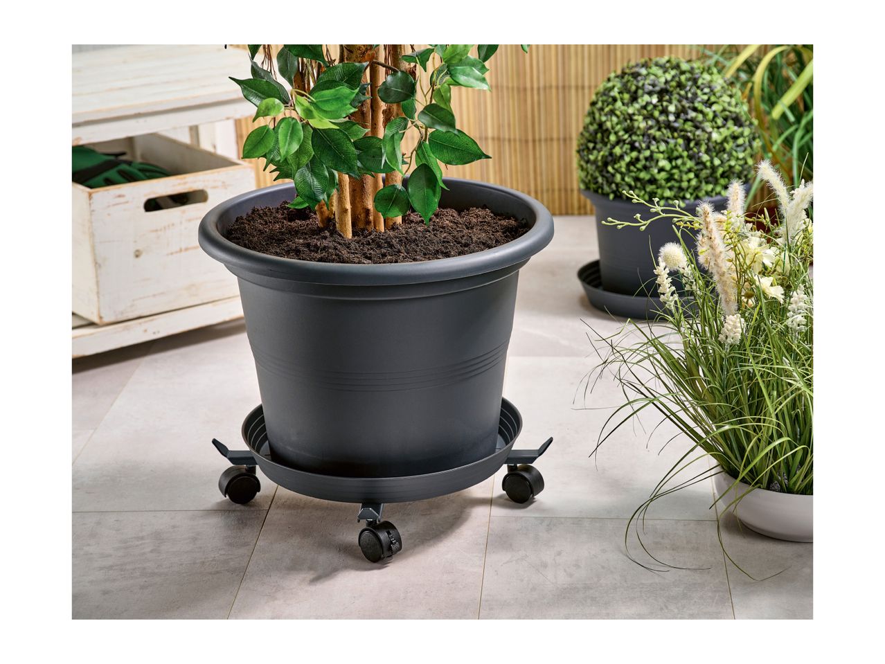 Large grey plant pot on a wheeled saucer stand, surrounded by other potted plants.