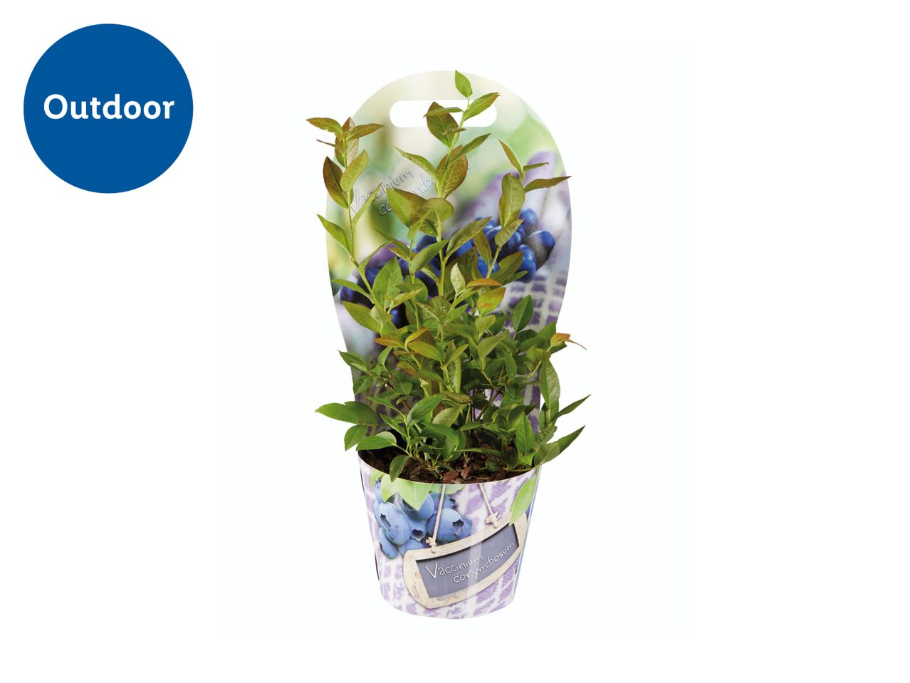 A blueberry plant in a decorative pot, ready for outdoor planting.