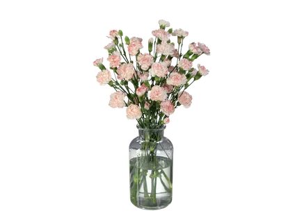 Smulkiažiedžiai gvazdikai