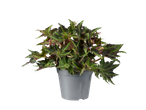 Kamerplant met groene en rode bladeren in een grijze pot