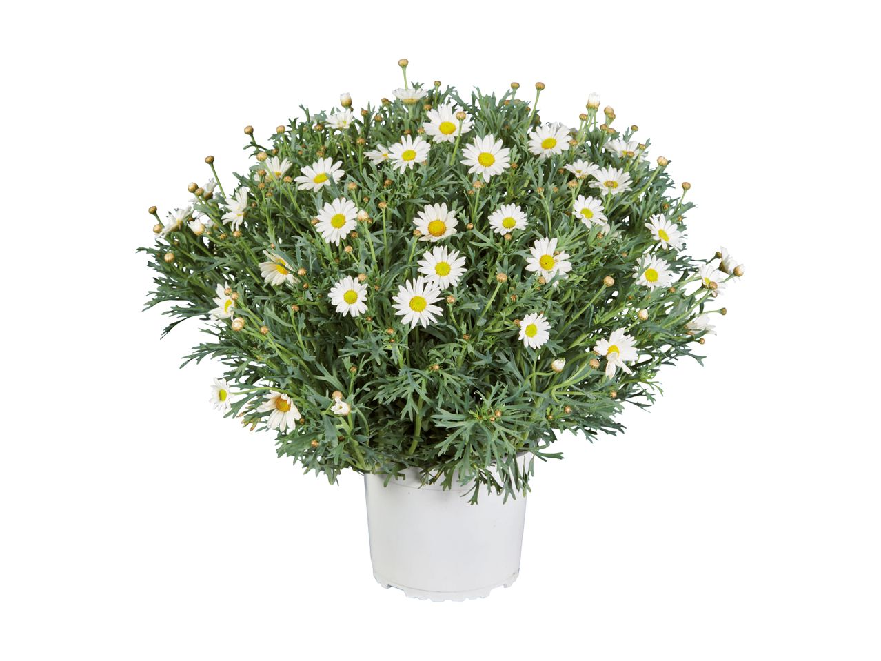 En potte med hvide margueritter med grønne blade.