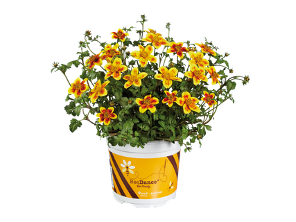 Bidens