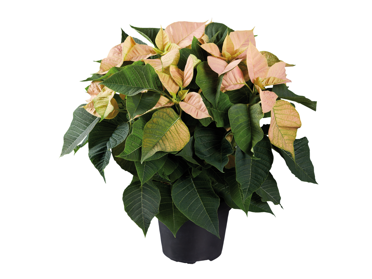 Rožinė puansetija juodame vazone.