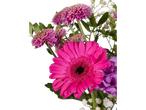Gérberas, crisântemos e outras flores rosa e roxas.
