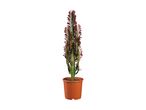 A tall, green and red cactus plant in a brown pot.