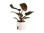 A dark-leafed plant in a white self-watering pot with a wooden water level indicator.