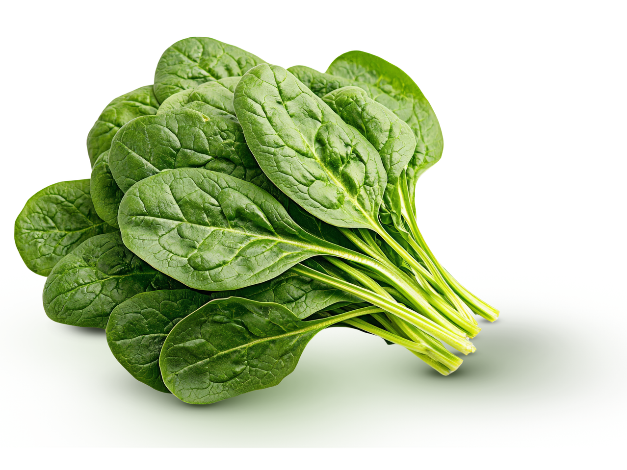 Fresh spinach leaves bunch isolated on white background.