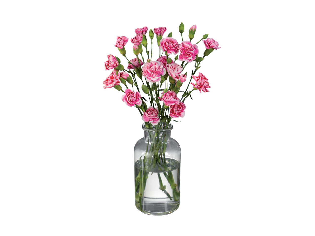 Rožinių gvazdikų puokštė stiklinėje vazoje.