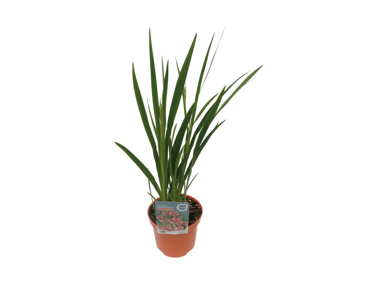 A potted Crocosmia 'Carmine Brilliant' plant with green leaves and a price tag.