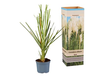 Pampasgras (Cortaderia)