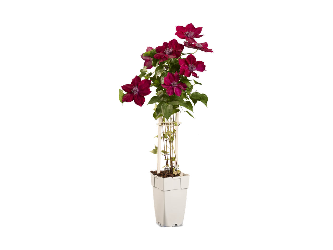 Clematis plant met donkerroze bloemen in een witte pot