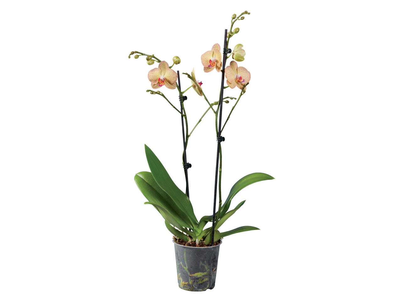 Een mooie orchidee in een pot.