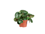 Een kleine begoniaplant in een bruine pot.