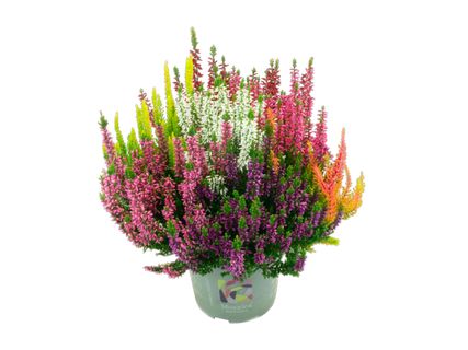 Heidekraut (Calluna)