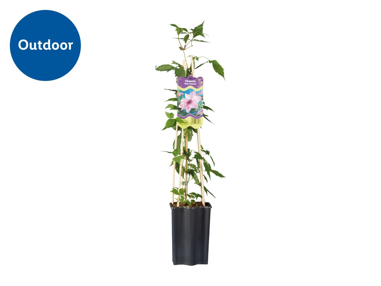 Outdoor clematis plant in a black pot with a label showing a pink flower.