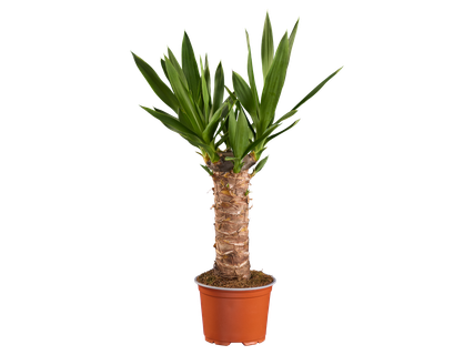 Yucca*