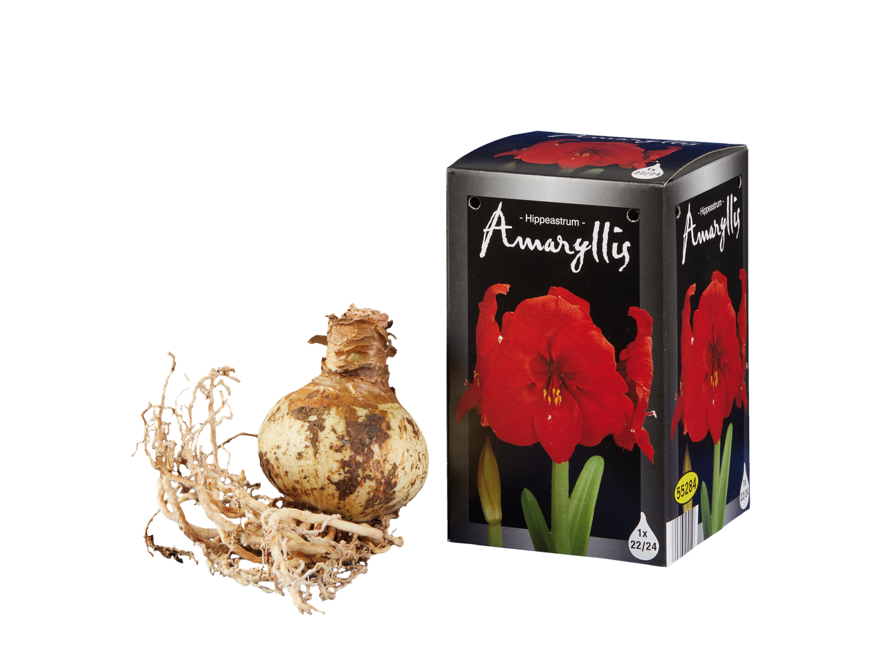 Amaryllisbol met wortels naast de productverpakking met een rode amaryllisbloem.