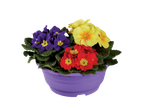 Colorful primroses in a purple pot.