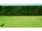 Gazon verde cu gard viu verde și cer albastru, ideal pentru o mașină de tuns iarba robot.