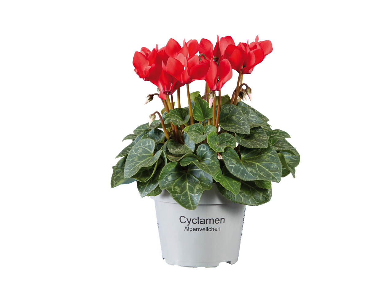 A potted cyclamen plant with vibrant red flowers and green leaves.