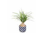 Ponytail palm in a blue and white patterned ceramic pot