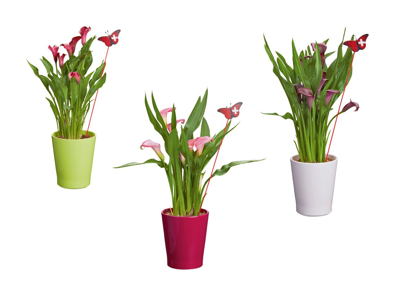 Trois plantes de Calla en pots de couleurs différentes, décorées de papillons.