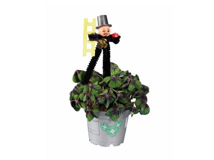 Szerencsehozó lóhere*