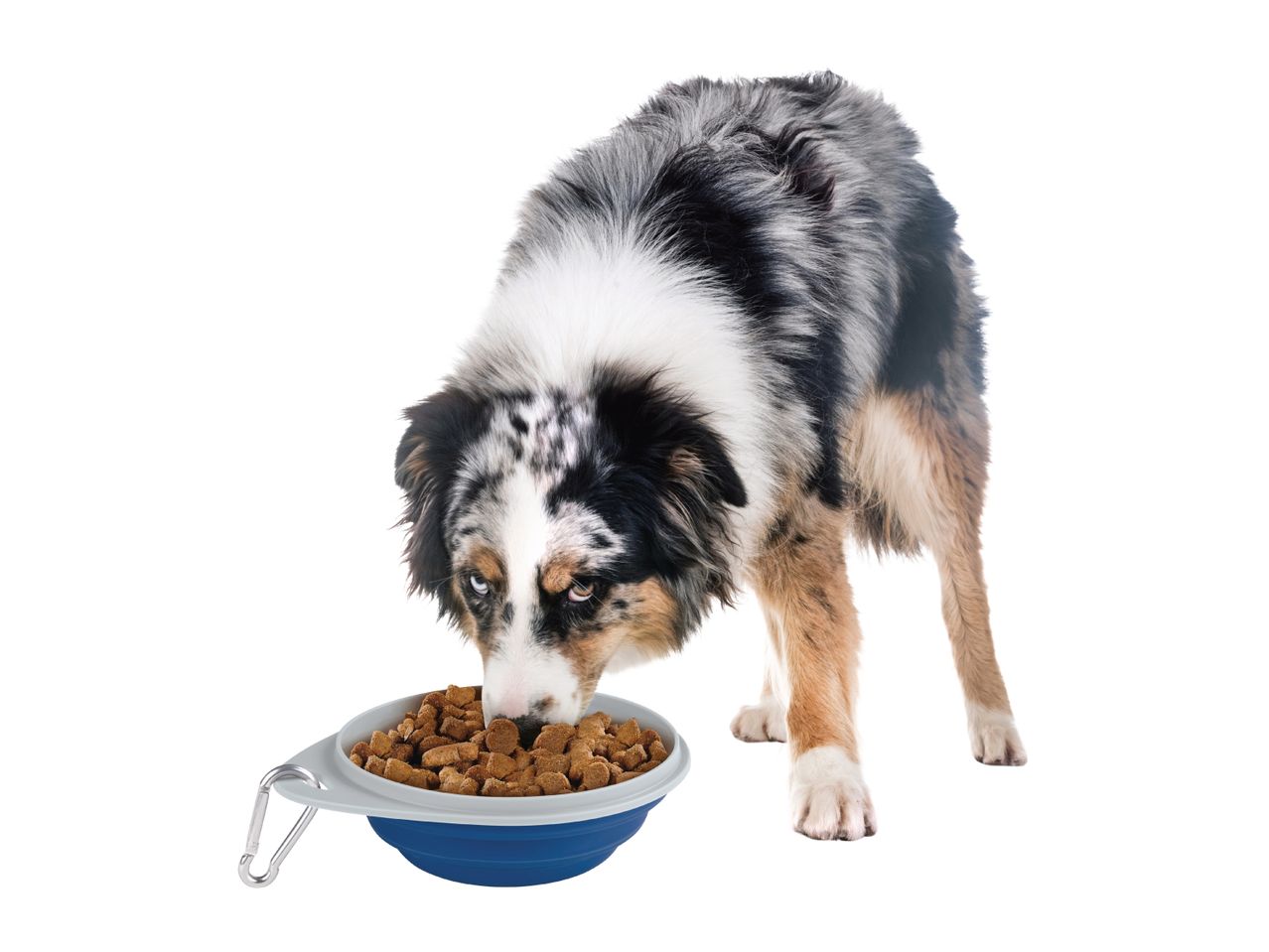 An Australian Shepherd eats from a blue collapsible dog bowl with a carabiner clip.