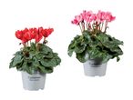 To potteplanter med cyklamenblomster, en rød og en lyserød, i grå potter.