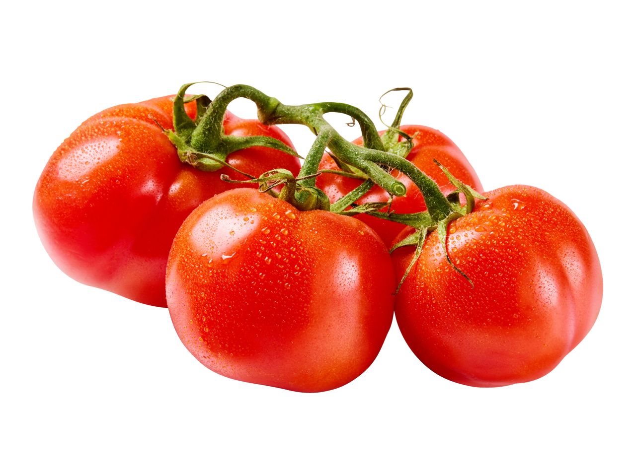 Fresh red tomatoes on the vine with water droplets