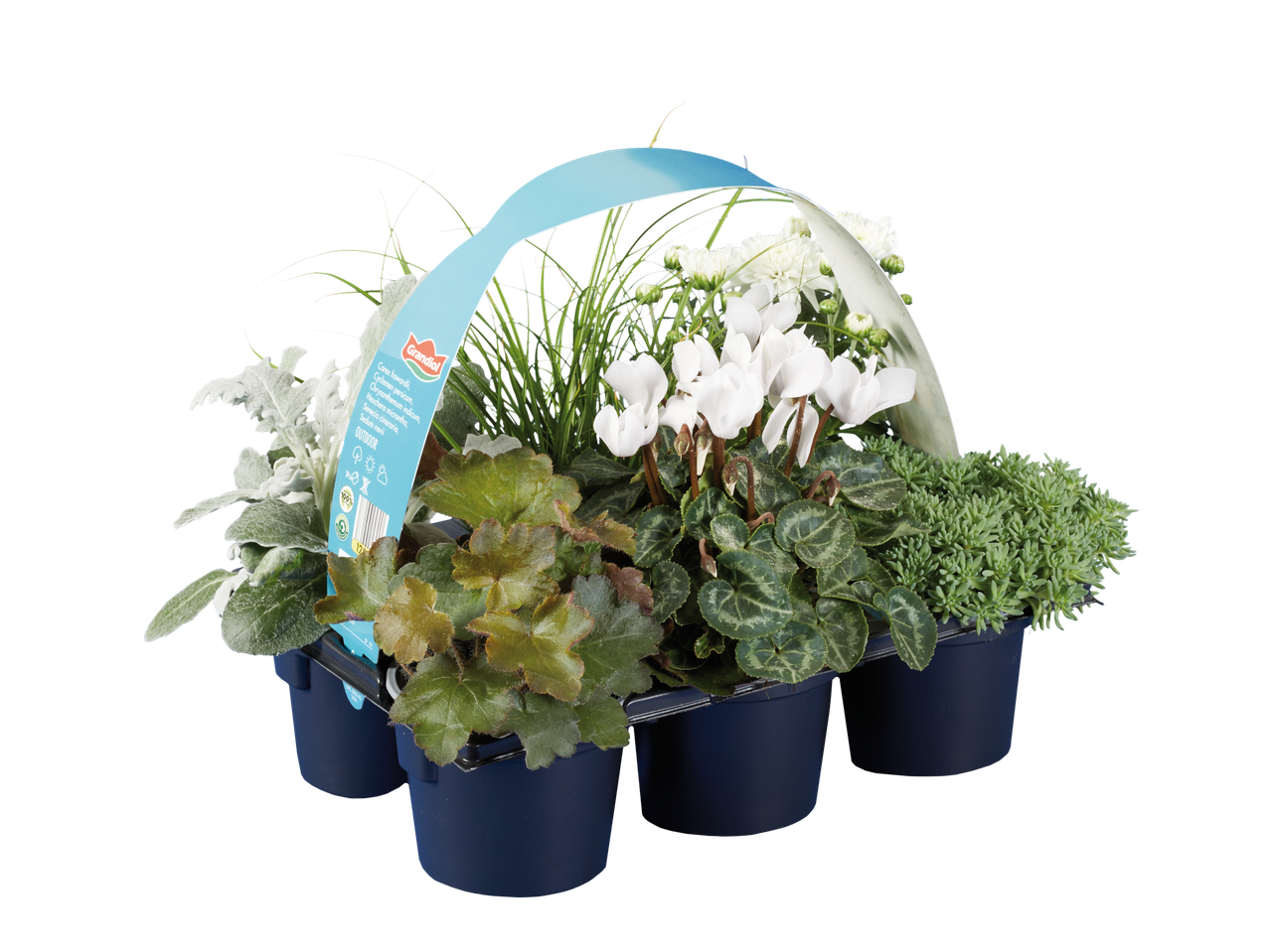 Grandiol Herfstmix met diverse planten zoals cyclamen en chrysant in potten.