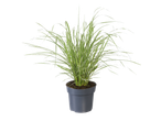 Ornamental grass plant in a gray pot.