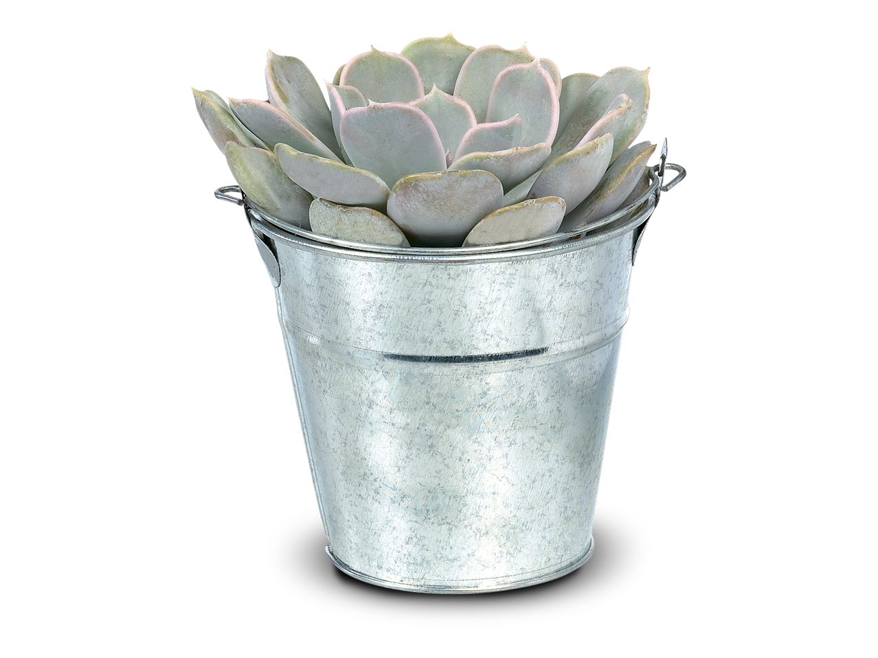 Vetplant in een zinken emmer op een zwarte achtergrond.