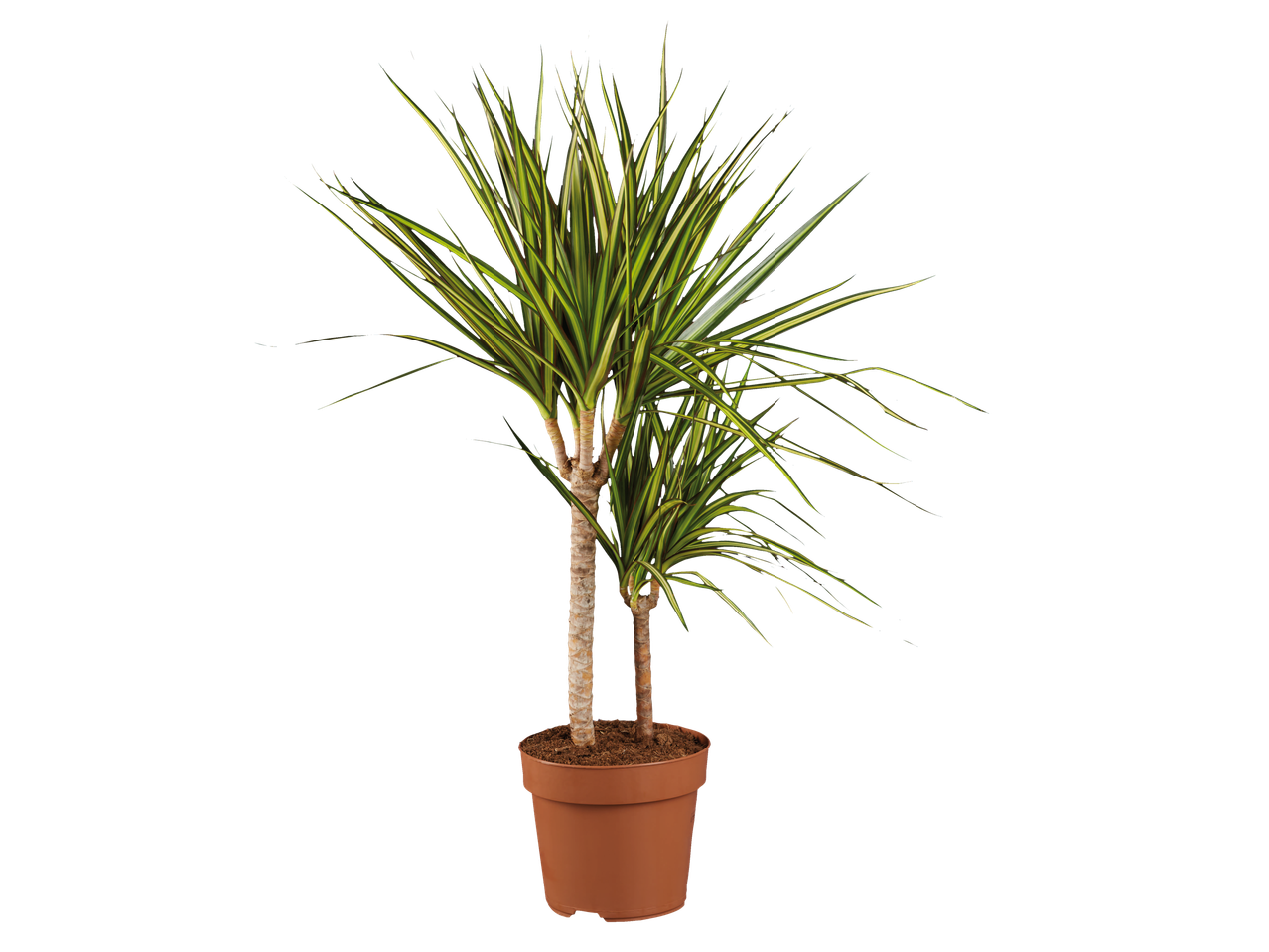 Duas plantas Dracaena marginata em um vaso.