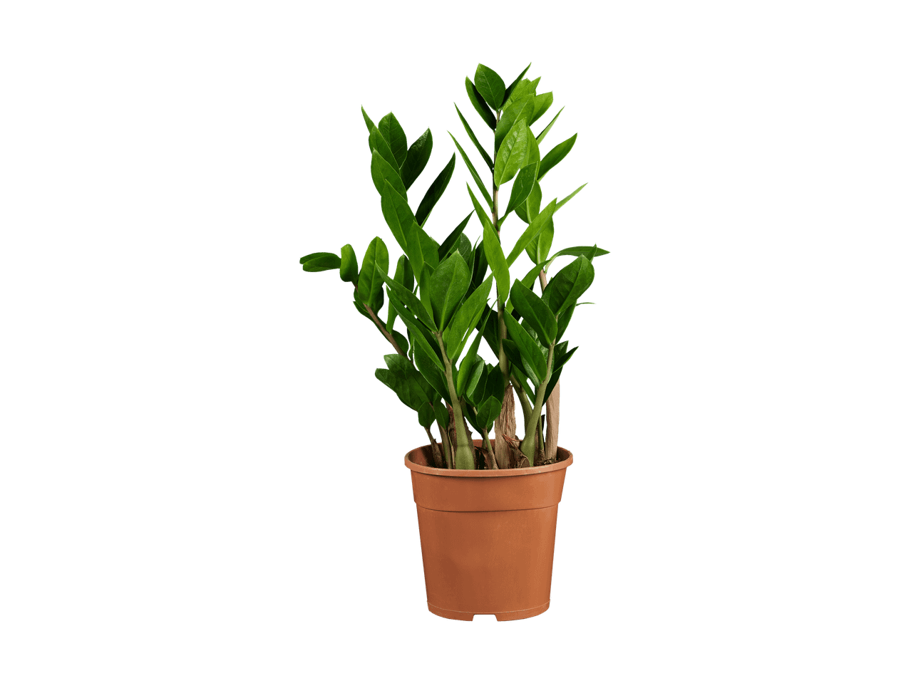 Zamioculcas-Pflanze in einem Terrakottatopf auf schwarzem Hintergrund