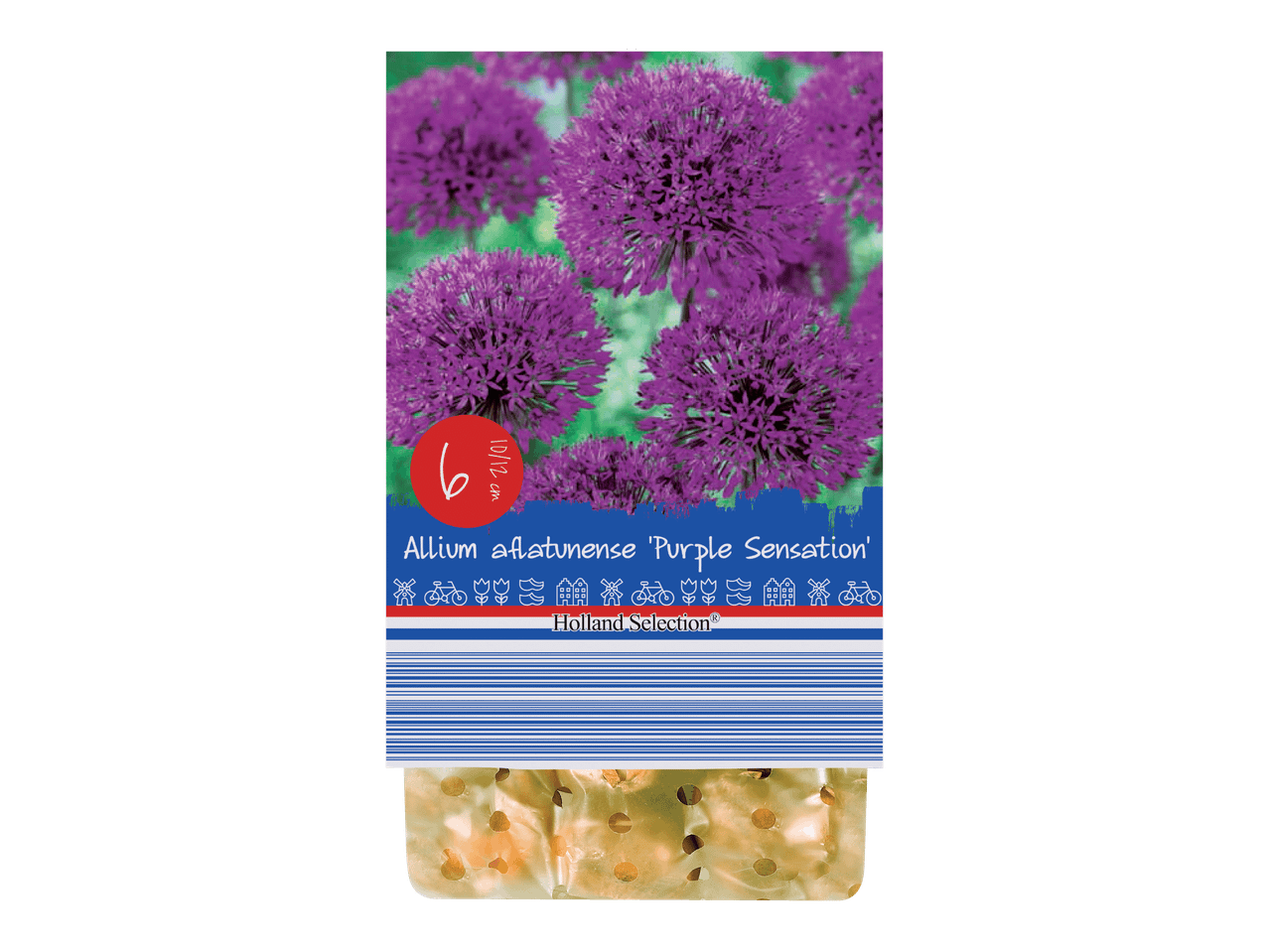 Allium aflatunense 'Purple Sensation' -kukkasipulit pakkauksessa.