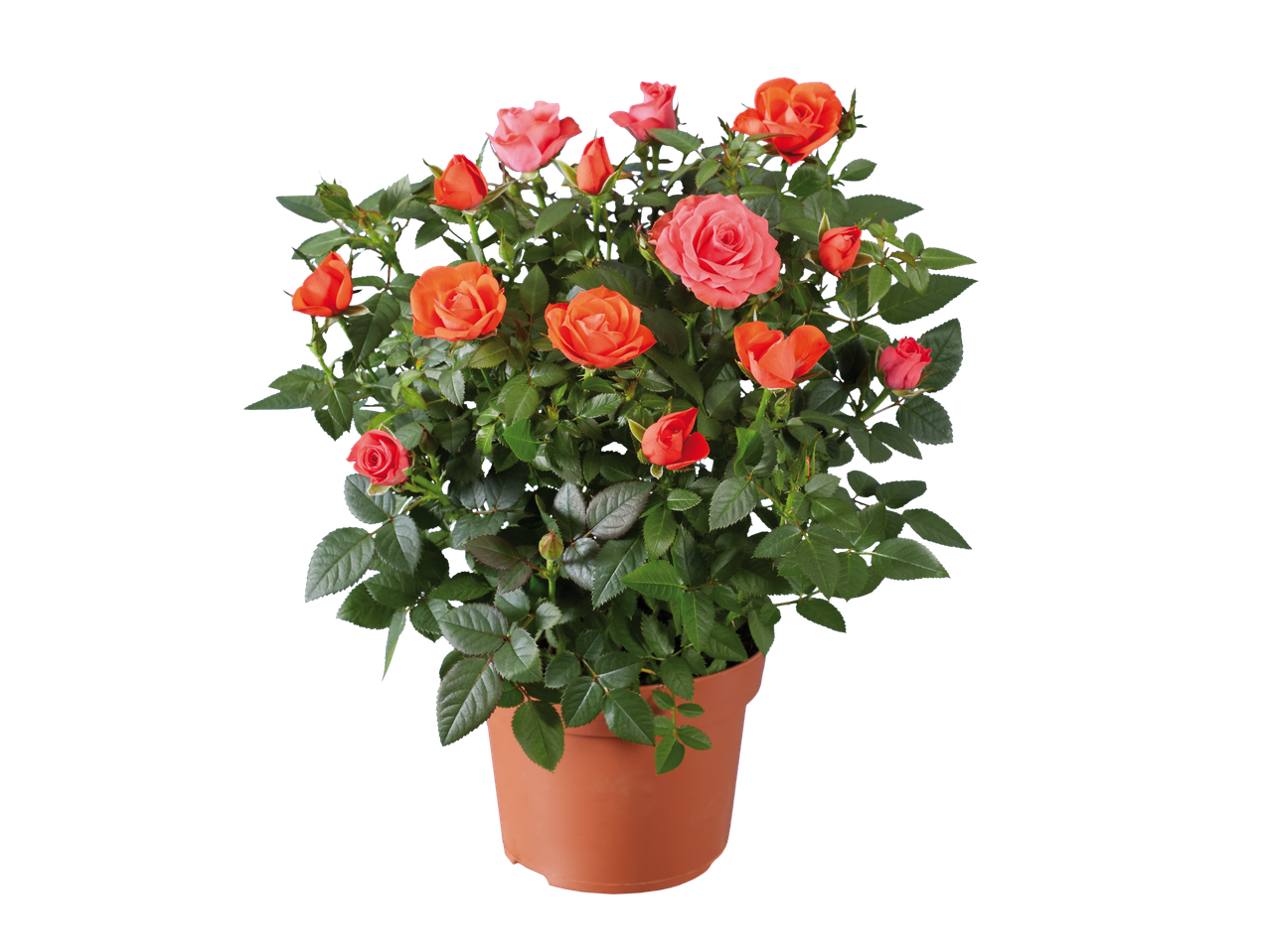 Mini Rose plant with vibrant orange and pink blooms in a brown pot