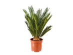 Plante de palmier sagou en pot marron sur fond noir.