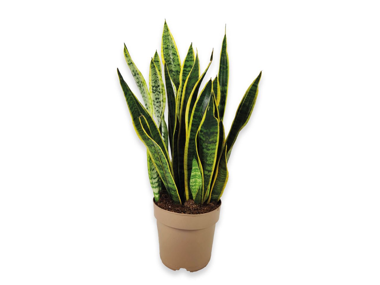 Pianta di Sanseveria in vaso.