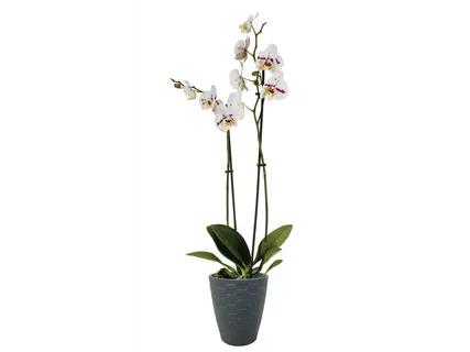 Phalaenopsis dans un pot en céramique
