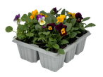 Tray of vibrant pansies in yellow, purple, and white, ready for spring bedding.