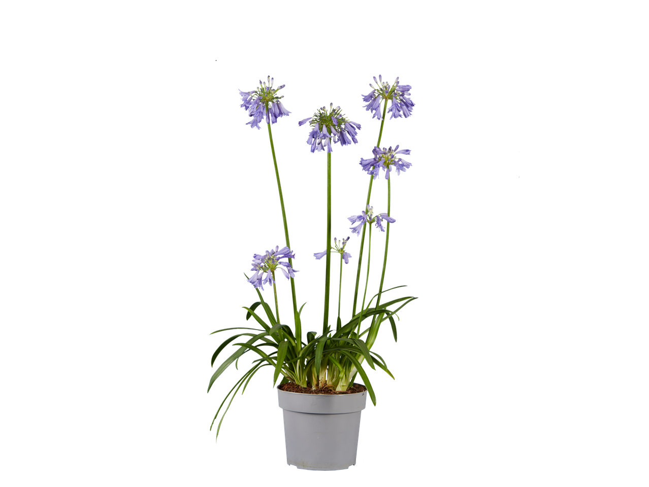 Bloeiende Agapanthus met lavendelkleurige bloemen in een grijze pot op zwarte achtergrond.